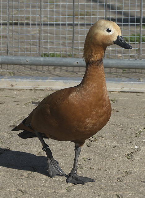 火箭