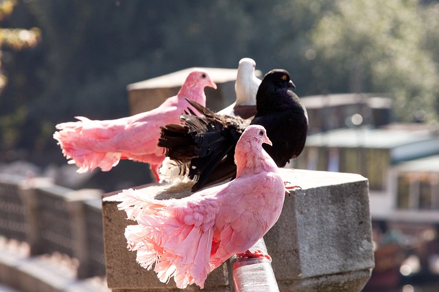 太阳队与森 太阳队与森